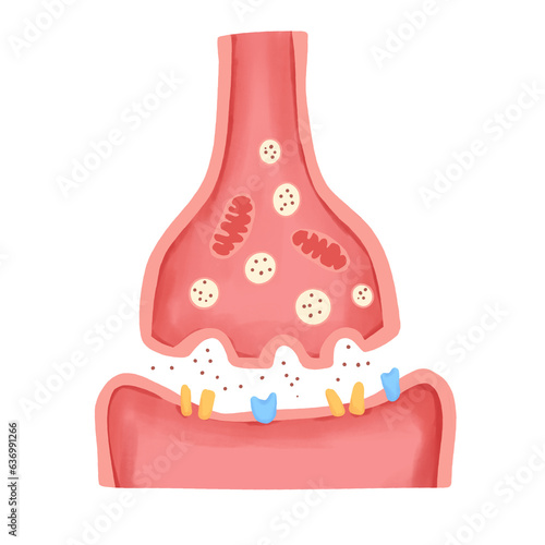 Synapse illustration