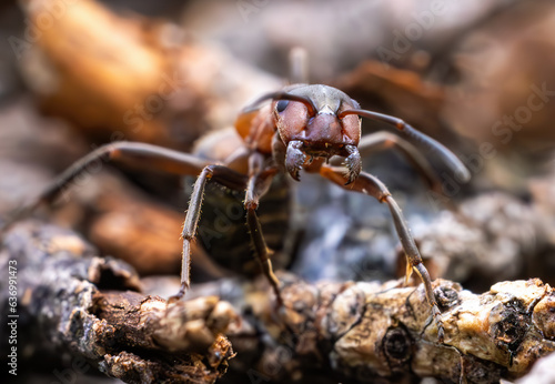 Ant close-up in the wild. © Andrei Armiagov