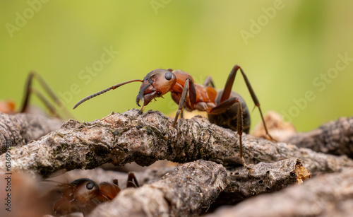 Ant close-up in the wild.