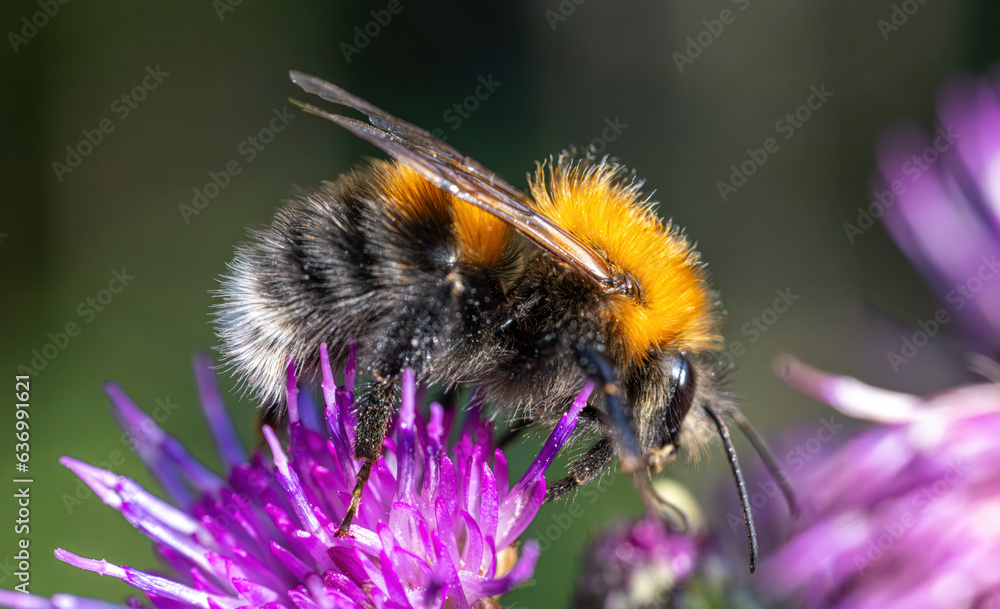 Bumblebee collects nectar from the flower. Close-up macro. Bumblebee collects nectar from the flower. Close-up macro.