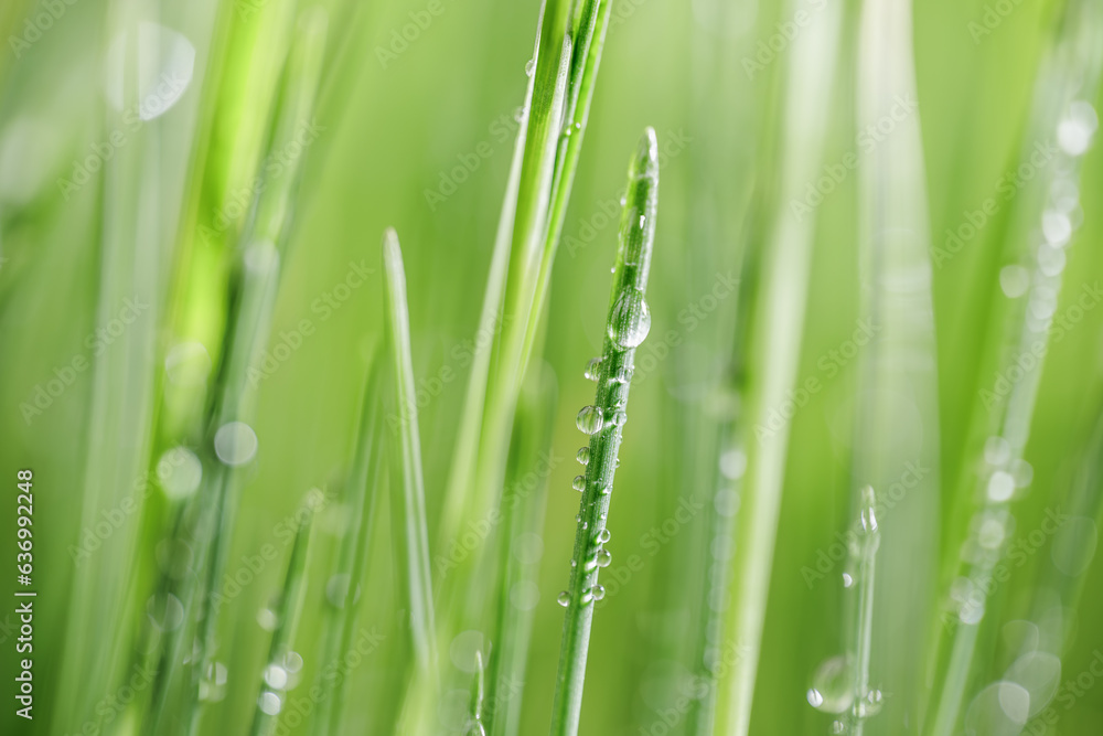 Green grass close-up super macro shooting. Green grass close-up super macro shooting.