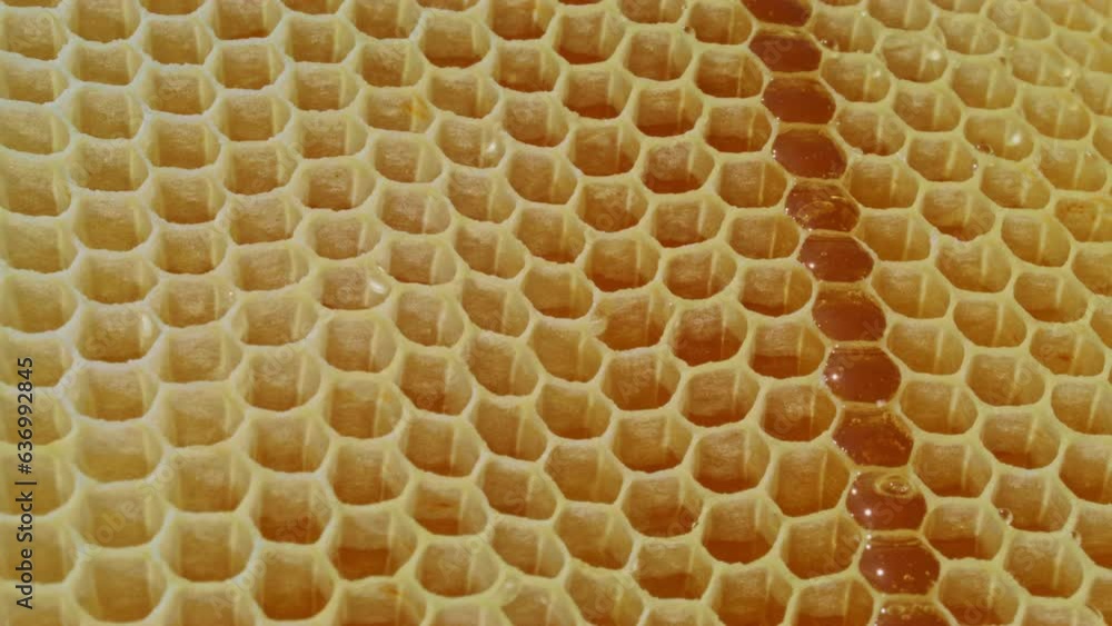 Honeycomb with full cells in bright sunlight. Background texture of section of wax honeycomb from bee hive filled with golden honey. Beekeeping, wholesome food for health. Beekeeping concept. Honeycomb with full cells in bright sunlight. Background texture of section of wax honeycomb from bee hive filled with golden honey. Beekeeping, wholesome food for health. Beekeeping concept.