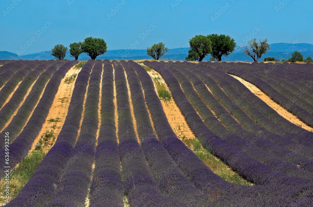 Lavendula x intermedia,  Lavandin, Culture , Provence, plateau de Valensole 04, Alpes de Haute Provence, France