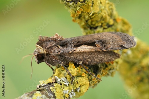 Closeup on a setaceous Hebrew Character owlet moth , on a lichen covered twig photo