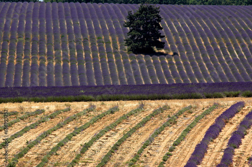 Lavendula x intermedia,  Lavandin, Culture , Provence, plateau de Valensole 04, Alpes de Haute Provence, France photo