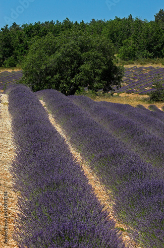 Lavendula x intermedia,  Lavandin, Culture , Provence, plateau de Valensole 04, Alpes de Haute Provence, France photo