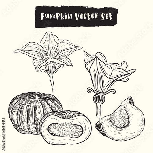 Pumpkin hand drawn vector set
