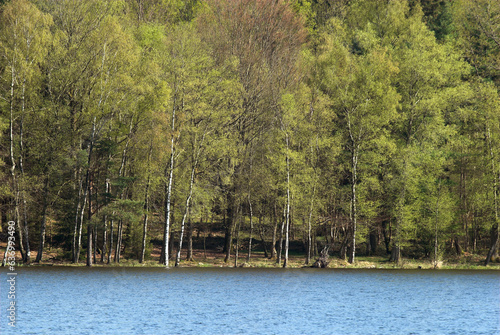 Bouleau verruqueux  Betula pendula  Lac des S  ttons  Parc naturel r  gional du Morvan  58  Ni  vre  France