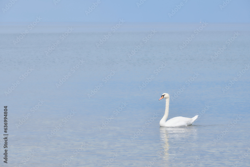 Fototapeta premium Swans on the sea