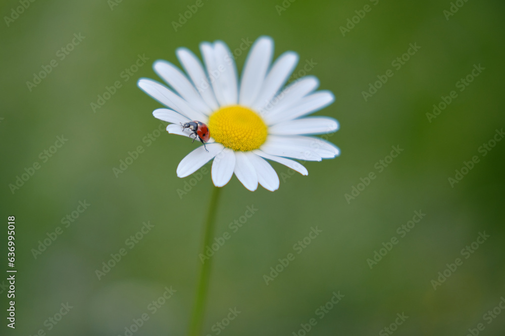 Fototapeta premium Ladybug on flower