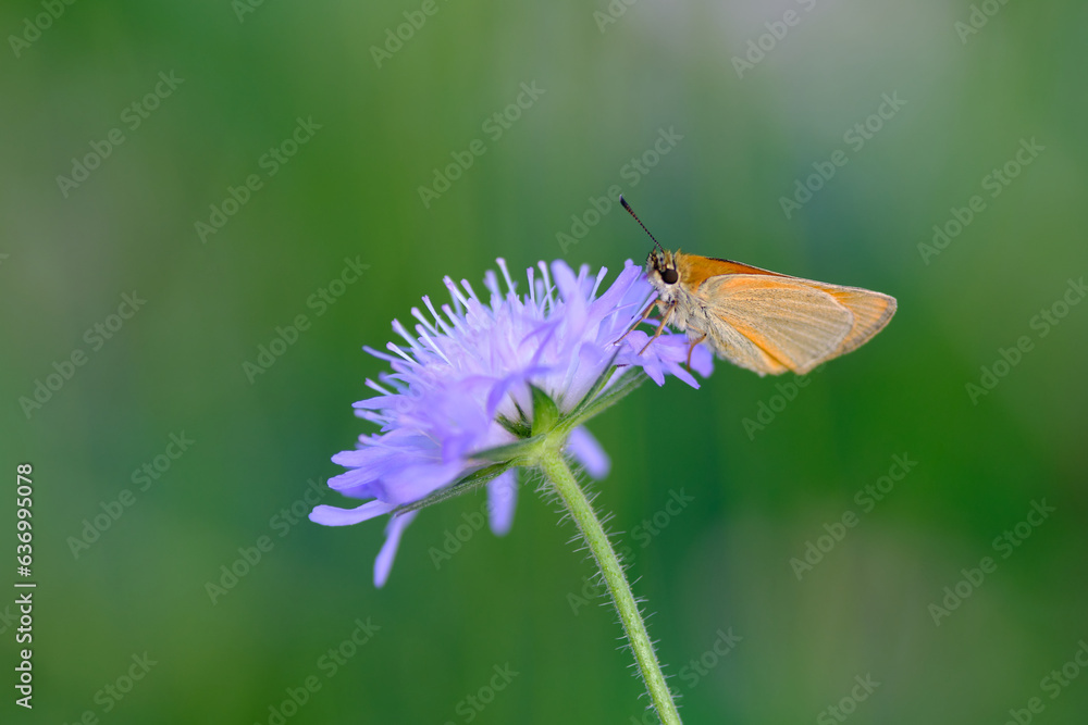 Tiny orange butterfly