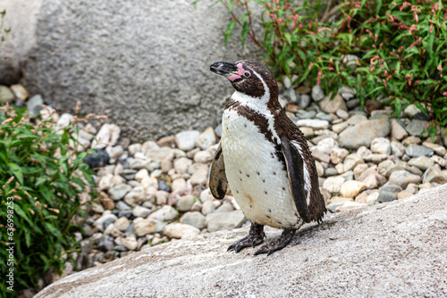 Penguin in the zoo Fototapeta