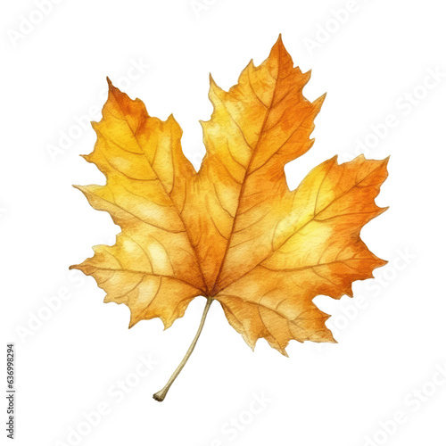 Watercolor yellow orange autumn maple leaf on transparent background