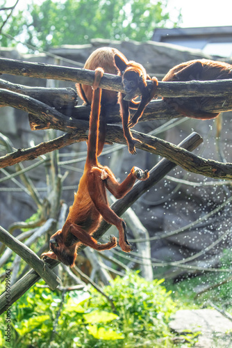 Mantled Howler Monkey Alouatta palliata in zoo Berlin photo