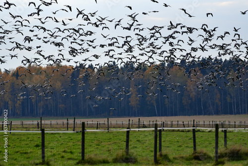 Thick flock of barnacle goose flying in fast speed past forest, stall and fence for lifestock with Autumn foliage on October Afternoon in Helsinki, Finland.