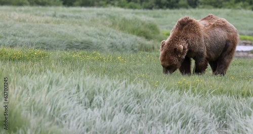 Coastal brown bears feeding on sedge grass