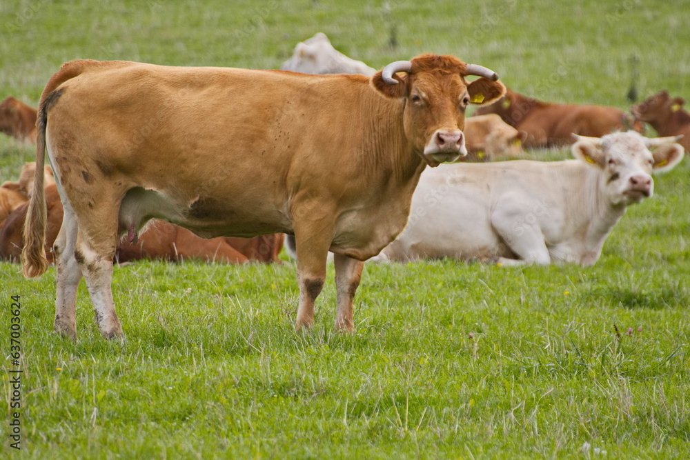 kuh, tier, bauernhof, rinder, gras, feld, elefantenkalb, wiese, ackerbau, weiß, gräser, bull, kuh, vieh, green, braun, melken, natur, säugetier, bäuerlich, käserei, ackerbau, tier, abgrasen, rind, küh kuh, tier, bauernhof, rinder, gras, feld, elefantenkalb, wiese, ackerbau, weiß, gräser, bull, kuh, vieh, green, braun, melken, natur, säugetier, bäuerlich, käserei, ackerbau, tier, abgrasen, rind, küh