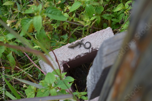 lizard on the stone