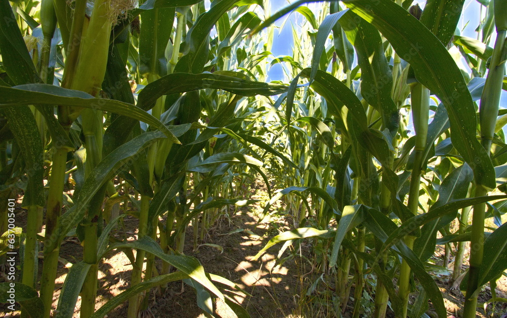 corn, essen, cob, gemüse, gelb, isoliert, mais, ackerbau, weiß, gesund, natur, frisch, roh, green, ernte, süss, getreide, pflanze, reif, tier, gras, bio, vegetarier, zuckermais futtermais maisfeld m corn, essen, cob, gemüse, gelb, isoliert, mais, ackerbau, weiß, gesund, natur, frisch, roh, green, ernte, süss, getreide, pflanze, reif, tier, gras, bio, vegetarier, zuckermais futtermais maisfeld m
