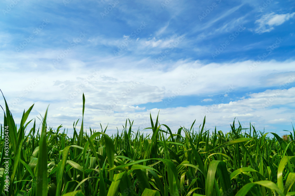 Fototapeta premium young green wheat sprouts agricultural field, bright spring landscape on a sunny day, blue sky as background