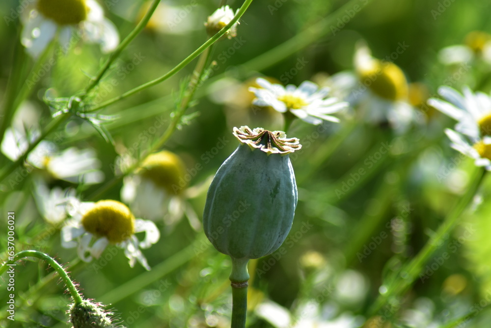 Werra-Meißner-Kreis-Natur-Landschaft-Blumen-Felder-Hessen-Deutschland Werra-Meißner-Kreis-Natur-Landschaft-Blumen-Felder-Hessen-Deutschland