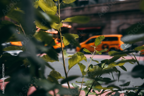 Yellow cabs through bushes