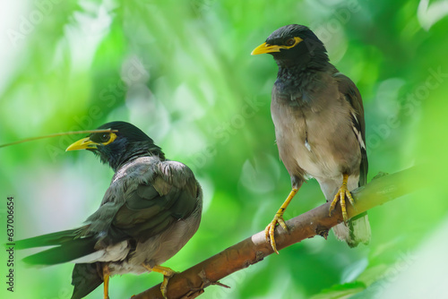 Common Myna flew to visit