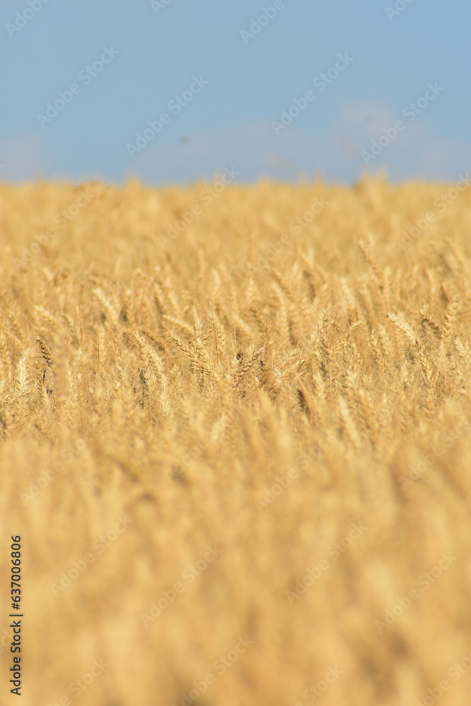 Werra-Meißner-Kreis-Natur-Landschaft-Felder-Blumen-Wald Werra-Meißner-Kreis-Natur-Landschaft-Felder-Blumen-Wald
