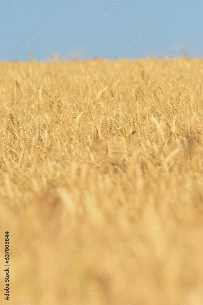 Werra-Meißner-Kreis-Natur-Landschaft-Felder-Blumen-Wald Werra-Meißner-Kreis-Natur-Landschaft-Felder-Blumen-Wald