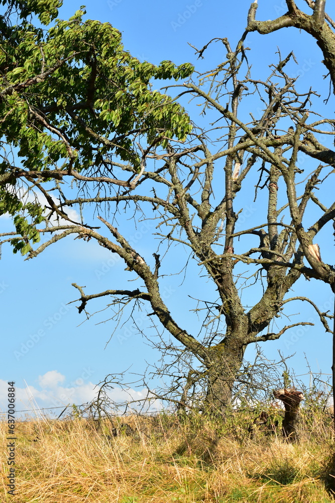 Werra-Meißner-Kreis-Natur-Landschaft-Felder-Blumen-Wald Werra-Meißner-Kreis-Natur-Landschaft-Felder-Blumen-Wald