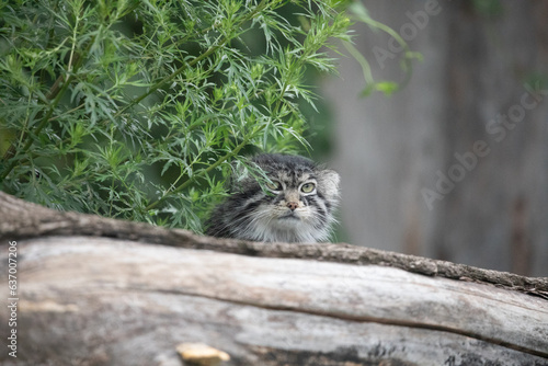 Photography Pallas's cat Manul Otocolobus manul cute wild cat