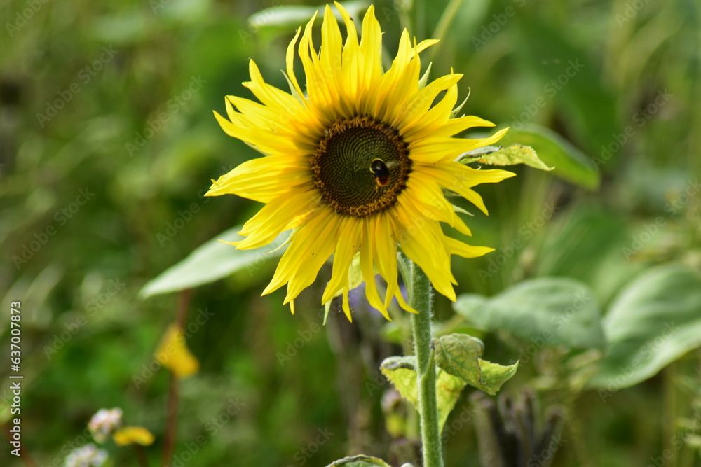 Natur-Sonneblumen-Felder-Sommer-Deutschland-Hessen-Werra-Meißner-Kreis-Hessisch-Lichtenau Natur-Sonneblumen-Felder-Sommer-Deutschland-Hessen-Werra-Meißner-Kreis-Hessisch-Lichtenau