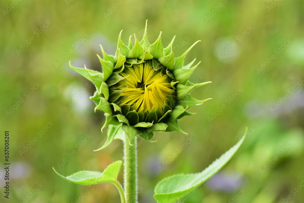 Landschaften-Natur-Blumen-Wiesen-Felder Landschaften-Natur-Blumen-Wiesen-Felder