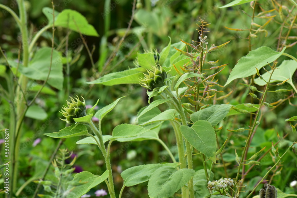 Natur-Sonneblumen-Felder-Sommer-Deutschland-Hessen-Werra-Meißner-Kreis-Hessisch-Lichtenau Natur-Sonneblumen-Felder-Sommer-Deutschland-Hessen-Werra-Meißner-Kreis-Hessisch-Lichtenau
