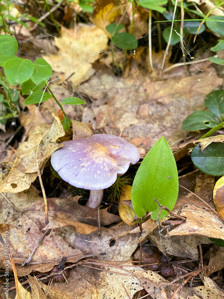 Viscid Violet Cort mushroom growing in the dense forest Viscid Violet Cort mushroom growing in the dense forest