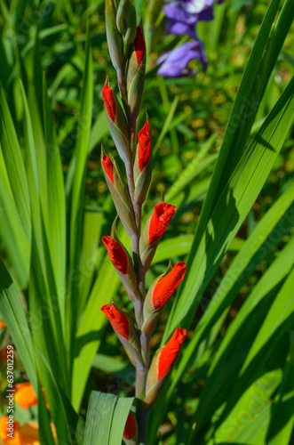 Gladiole