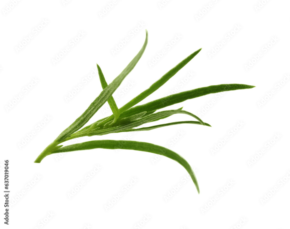 One sprig of fresh tarragon on white background