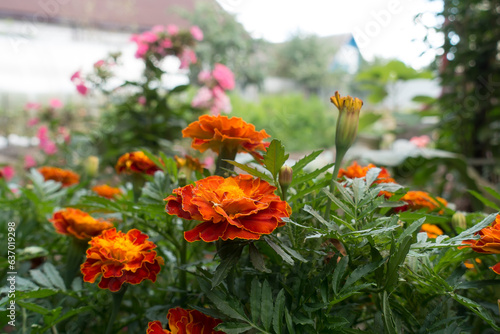 beautiful garden flowers