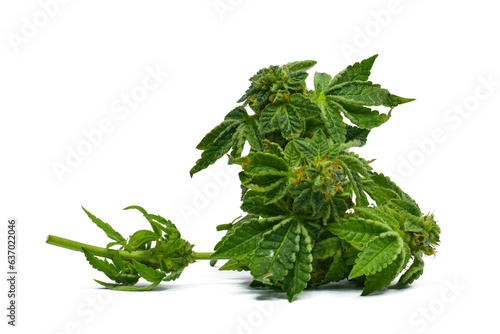 Marijuana leaf and green marijuana flower on transparent background .png transparent background image. cannabis leaf illustration