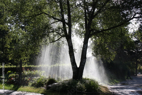 Arrosage du jardin pendant la canicule