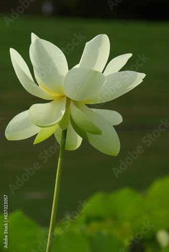 Fleur de lotus en été