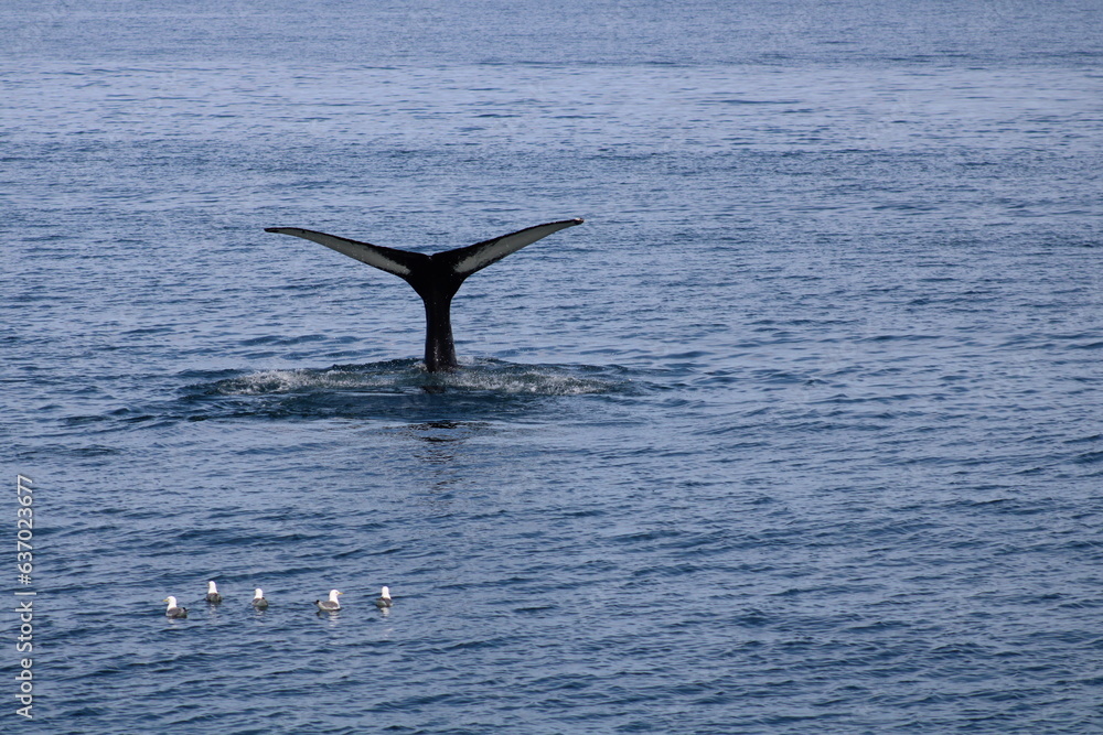 Fototapeta premium Whale and birds