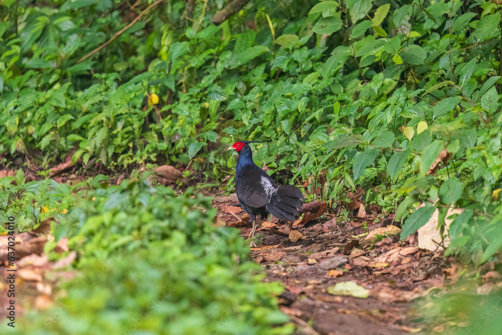 Kalij pheasant (Lophura leucomelanos lathami ) Male at Eaglenest WLS, Arunachal Pradesh, Uttarakhand, India Kalij pheasant (Lophura leucomelanos lathami ) Male at Eaglenest WLS, Arunachal Pradesh, Uttarakhand, India
