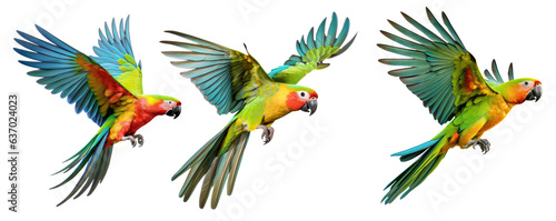 Set of three flying parrots isolated on white background  clipart. Parrot Png with transparent background  cutout.