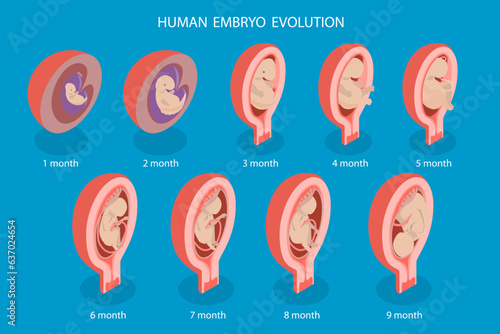 3D Isometric Flat Vector Conceptual Illustration of Human Embryo Evolution, Medicine and Prenatal Health