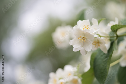 Closeup photo of jasmine flowers in garden with some copy space