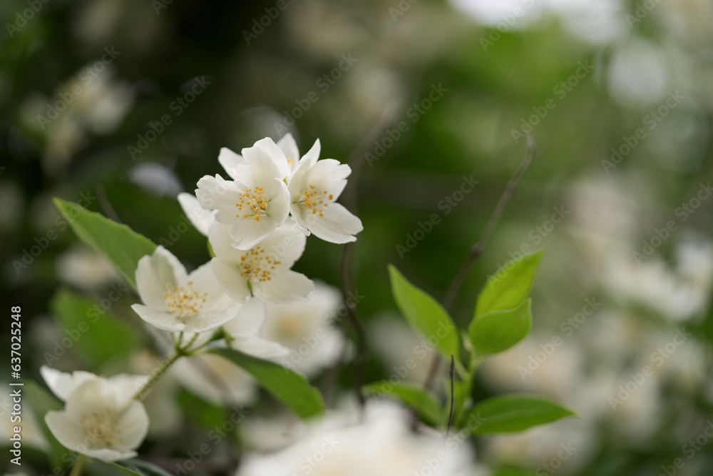 Closeup photo of jasmine flowers in garden with some copy space