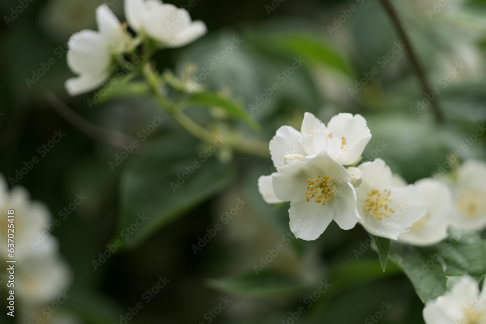 Closeup photo of jasmine flowers in garden with some copy space Closeup photo of jasmine flowers in garden with some copy space