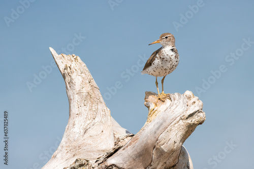 A spotted sandpiper perches on an old dead tree along the shore of Lake Ontario at Lynde Shores Conservation Area in Whitby, ON.