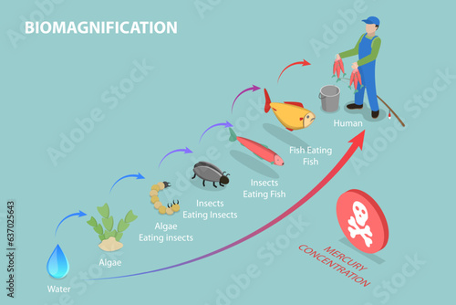 3D Isometric Flat Vector Conceptual Illustration of Biomagnification, Educational Outline Diagram